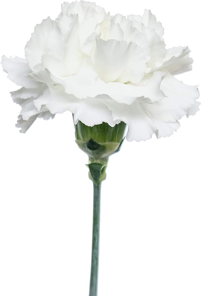 Carnations (Claveles)