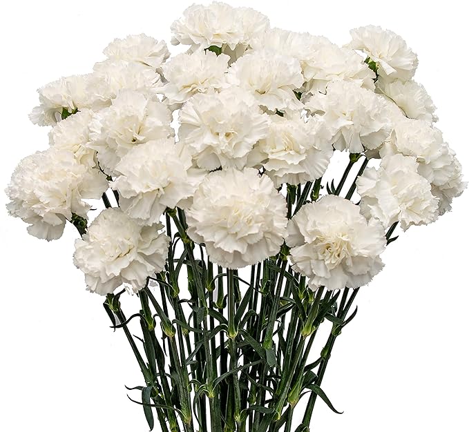 Carnations (Claveles)