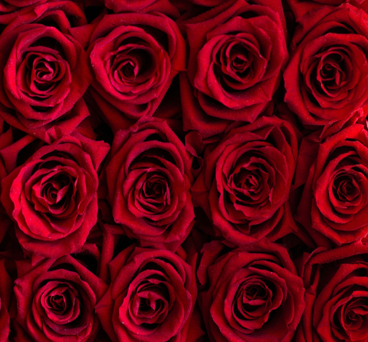 Roses - Dozen (Tissue Wrapping)